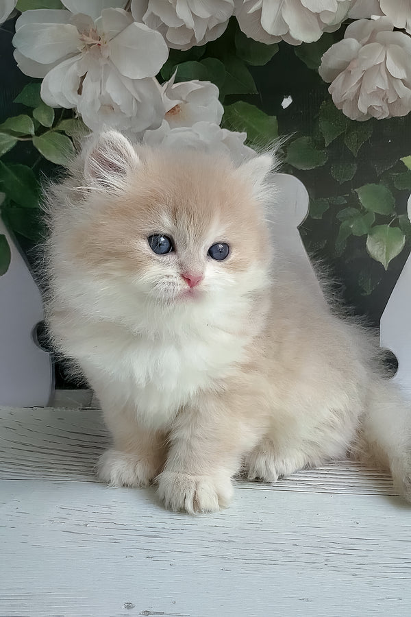 Zara | British Longhair Kitten