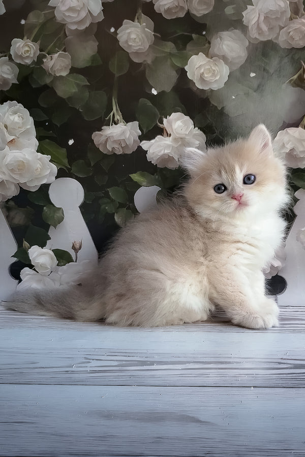 Zara | British Longhair Kitten