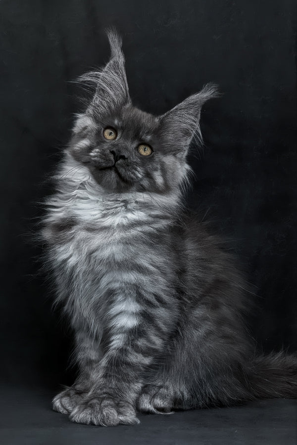 Zembi | Maine Coon Kitten