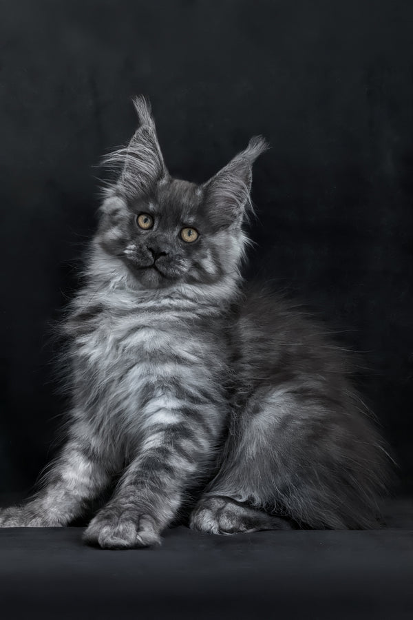 Zembi | Maine Coon Kitten