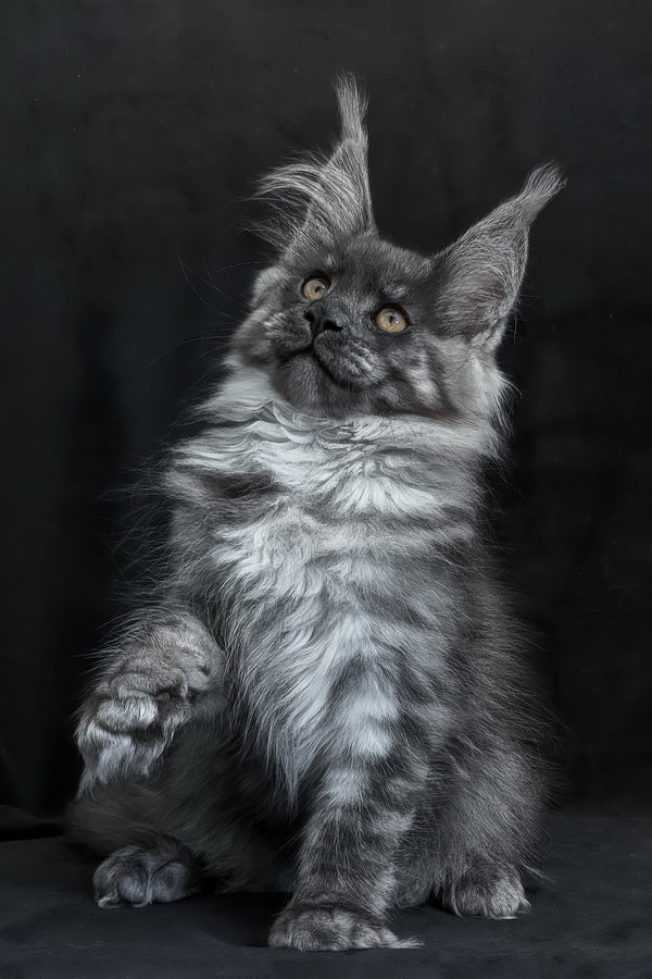 Zembi | Maine Coon Kitten