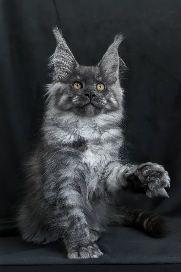 Zembi | Maine Coon Kitten