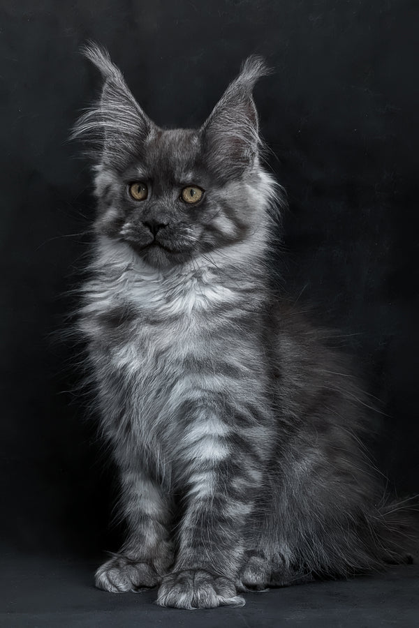 Zembi | Maine Coon Kitten