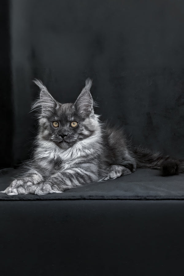 Zembi | Maine Coon Kitten