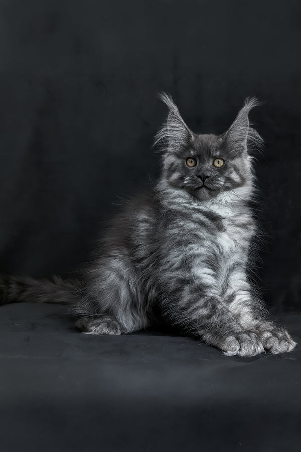 Zembi | Maine Coon Kitten