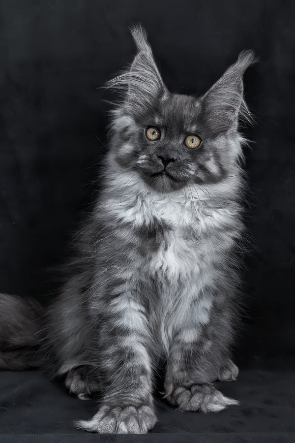Zembi | Maine Coon Kitten