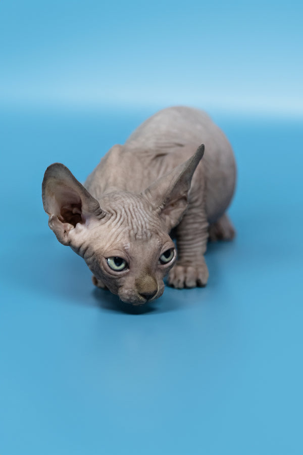 Cimba | Canadian Sphynx Kitten