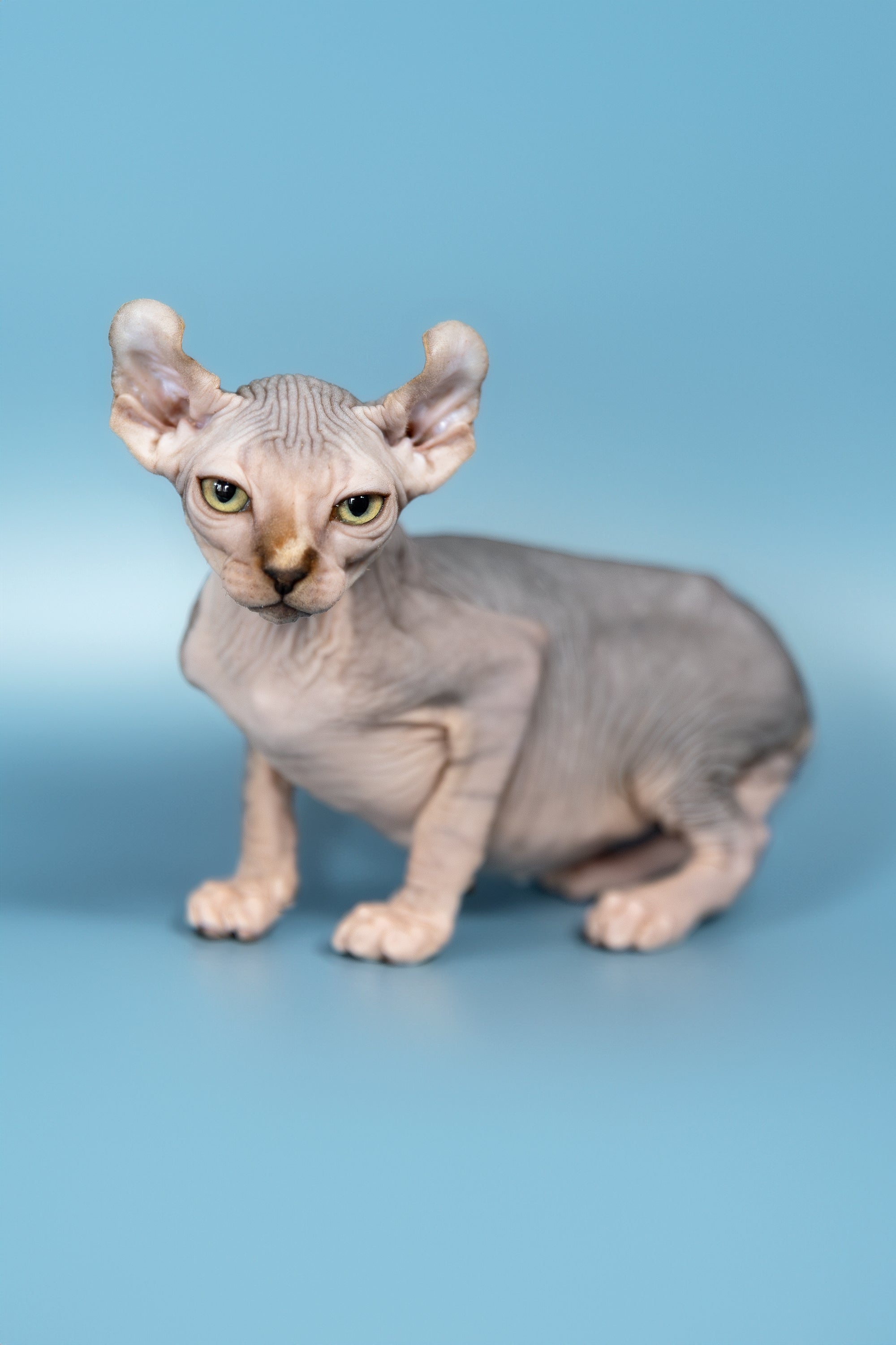 Sphynx kitten fashion rescue