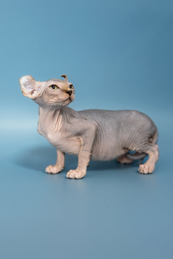 Max | Elf Sphynx Kitten