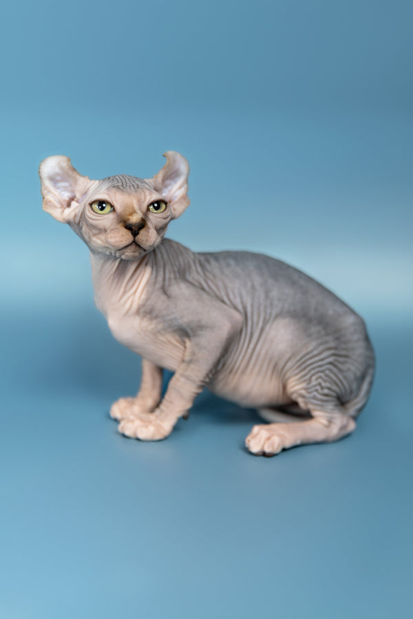 Max | Elf Sphynx Kitten