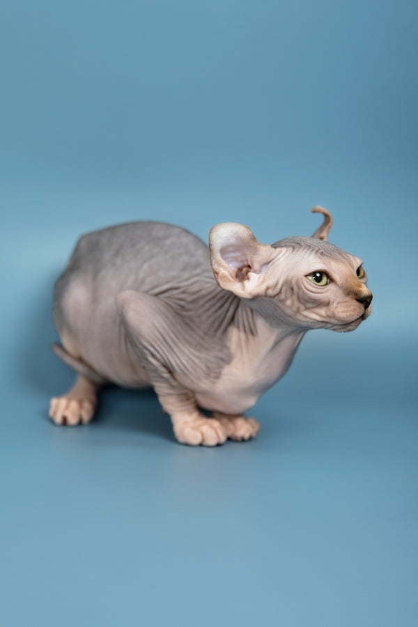 Max | Elf Sphynx Kitten