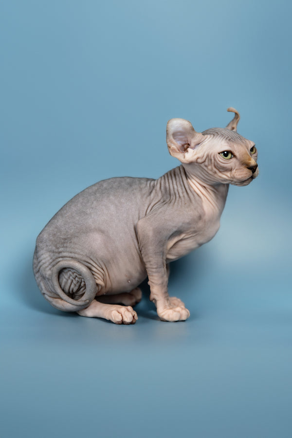 Max | Elf Sphynx Kitten