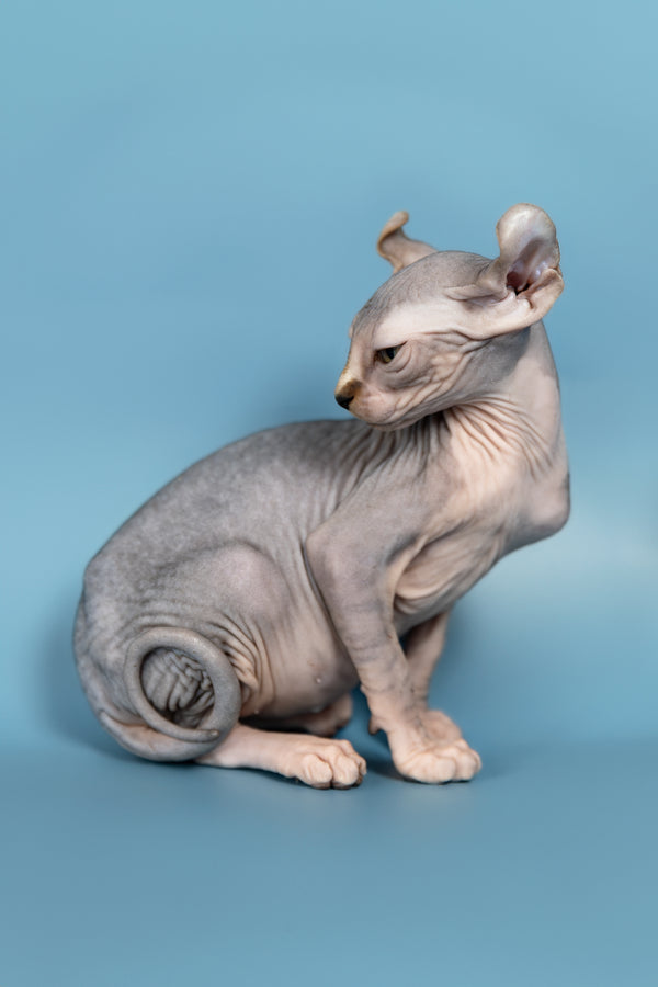 Max | Elf Sphynx Kitten