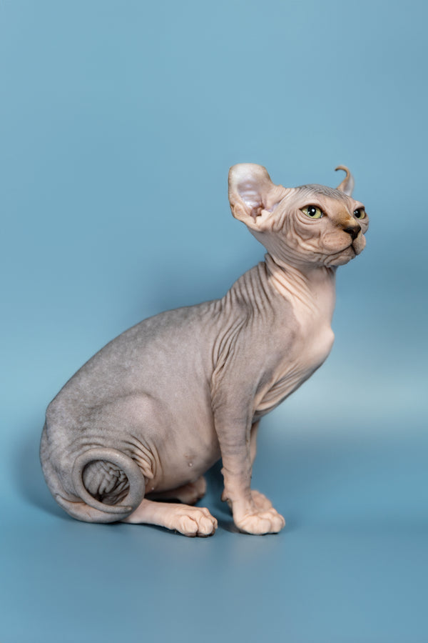 Max | Elf Sphynx Kitten