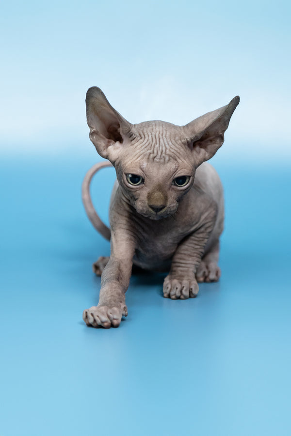 Cimba | Canadian Sphynx Kitten