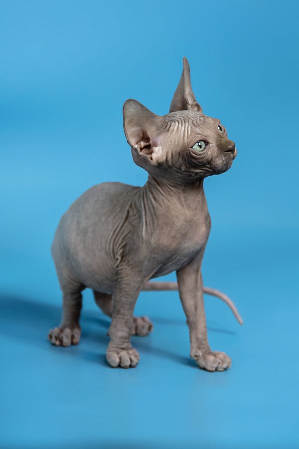 Cimba | Canadian Sphynx Kitten