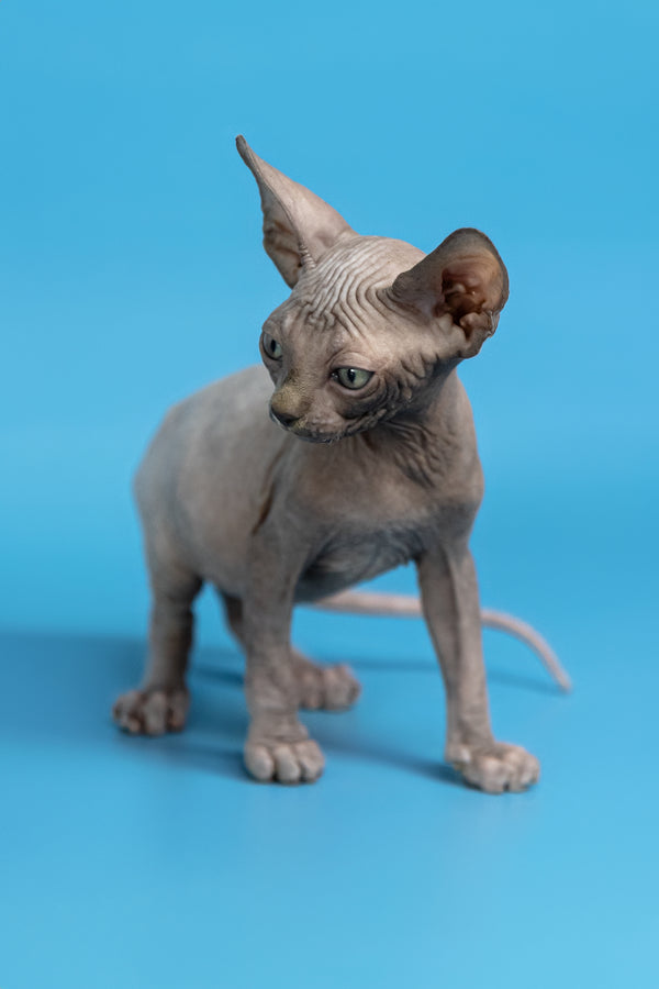 Cimba | Canadian Sphynx Kitten