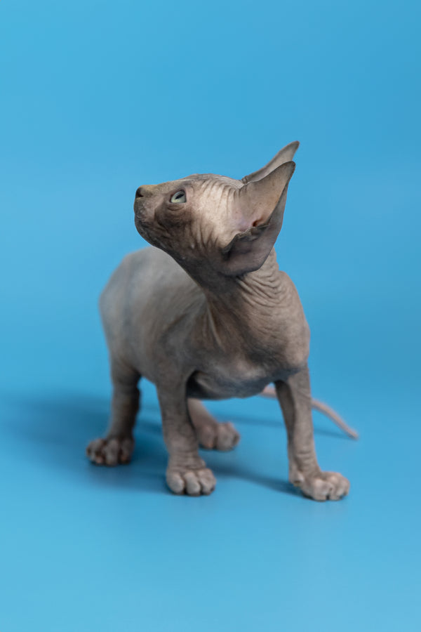 Cimba | Canadian Sphynx Kitten