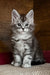 Roxy | Maine Coon Kitten