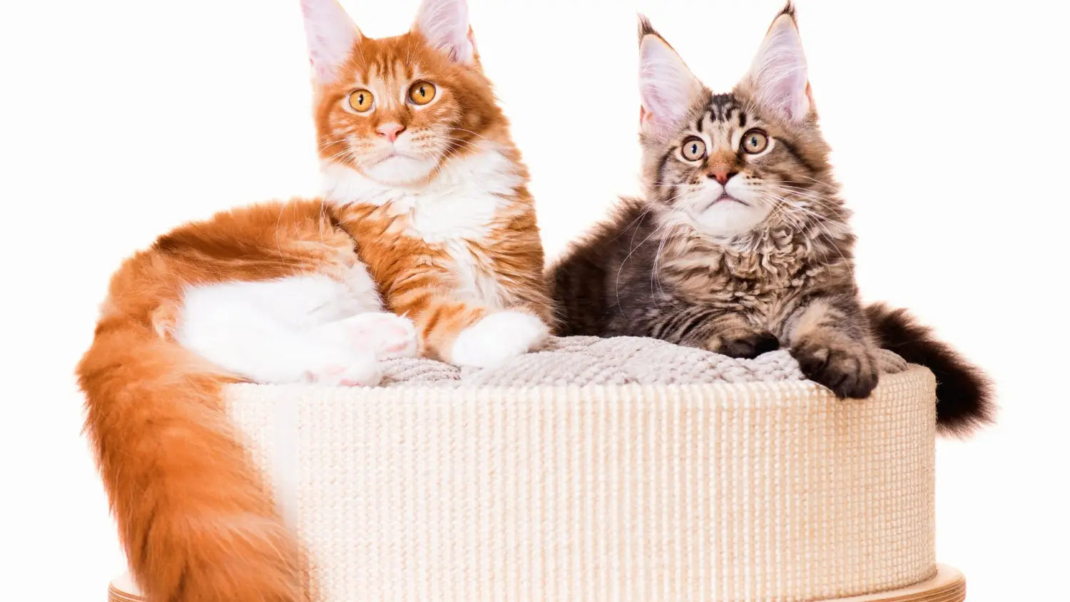 A comprehensive naming guide on choosing the ideal maine coon cat name