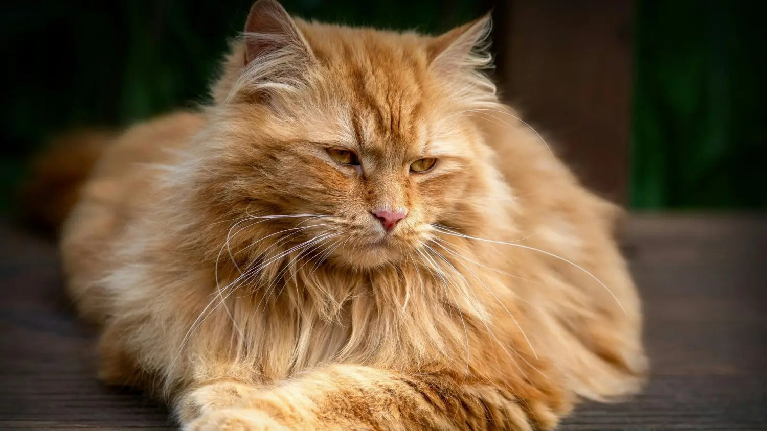 A comprehensive naming guide on choosing the ideal maine coon cat name