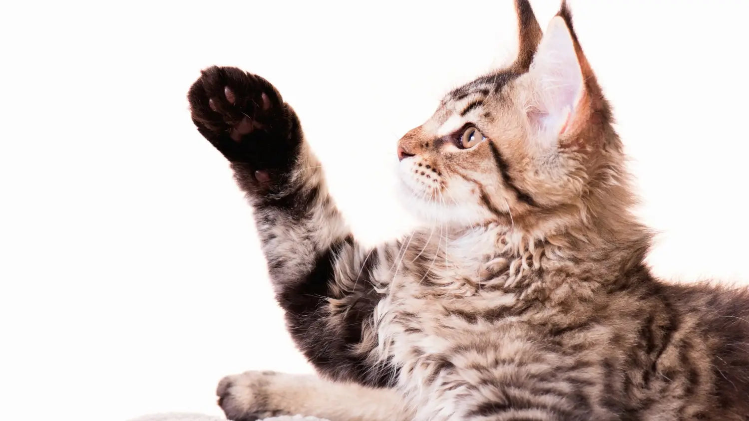 A comprehensive naming guide on choosing the ideal maine coon cat name
