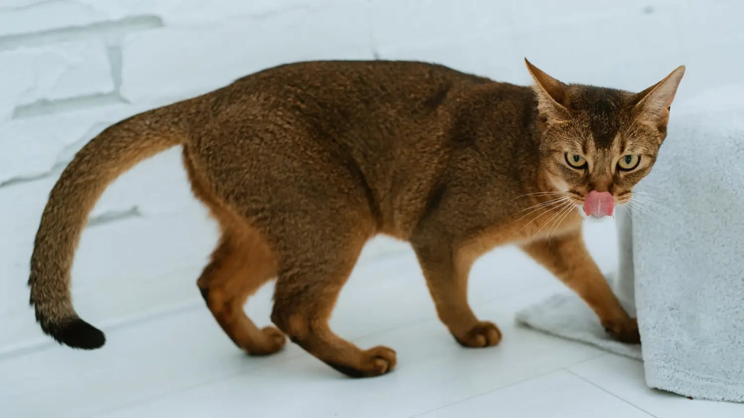 Abyssinian cats unveiled: debunking the top myths and misconceptions