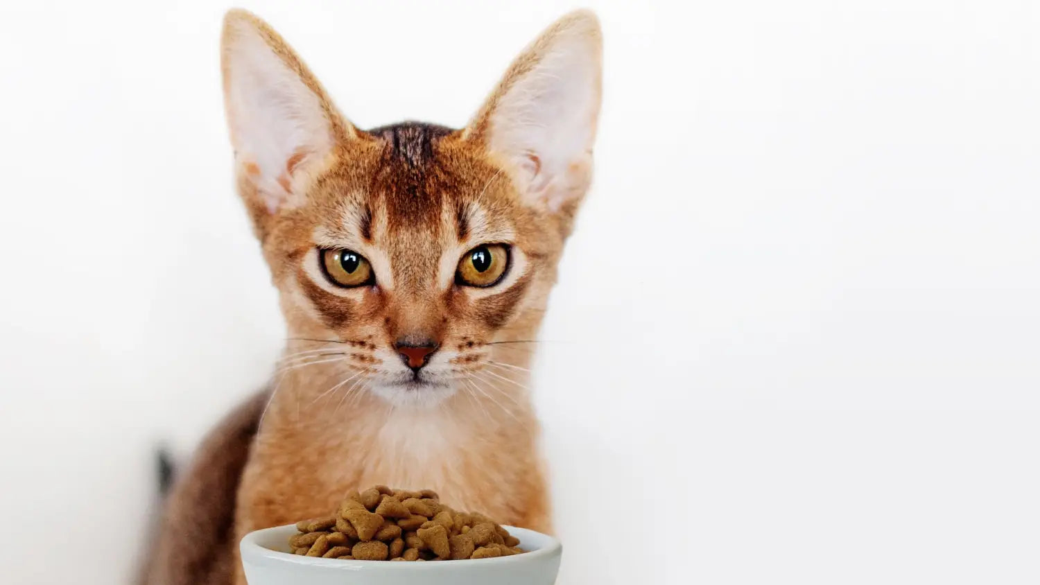 Abyssinian cats unveiled: debunking the top myths and misconceptions