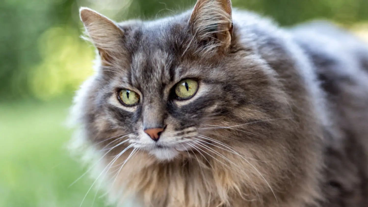 Adopting a maine coon: a comprehensive look at the benefits and drawbacks