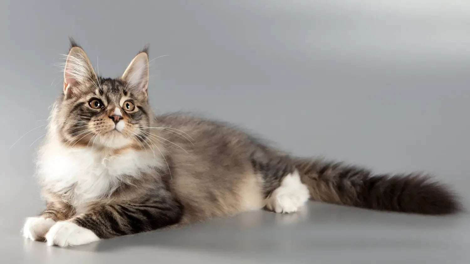 Adopting a maine coon: a comprehensive look at the benefits and drawbacks