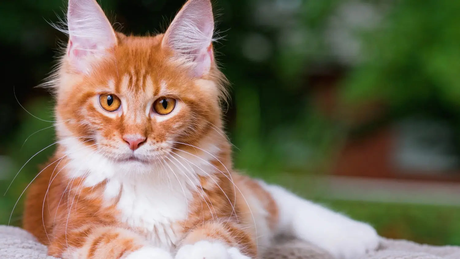 Adopting a maine coon: a comprehensive look at the benefits and drawbacks