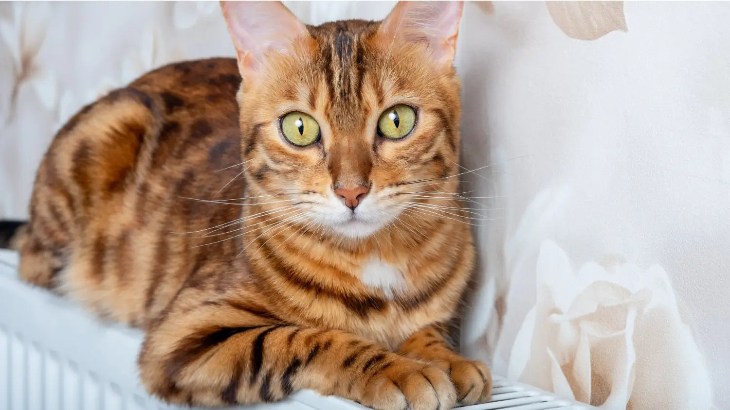 Advantages and disadvantages of owning a bengal cat