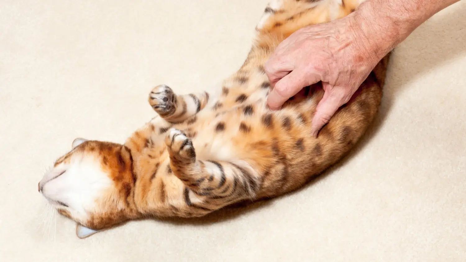 Advantages and disadvantages of owning a bengal cat