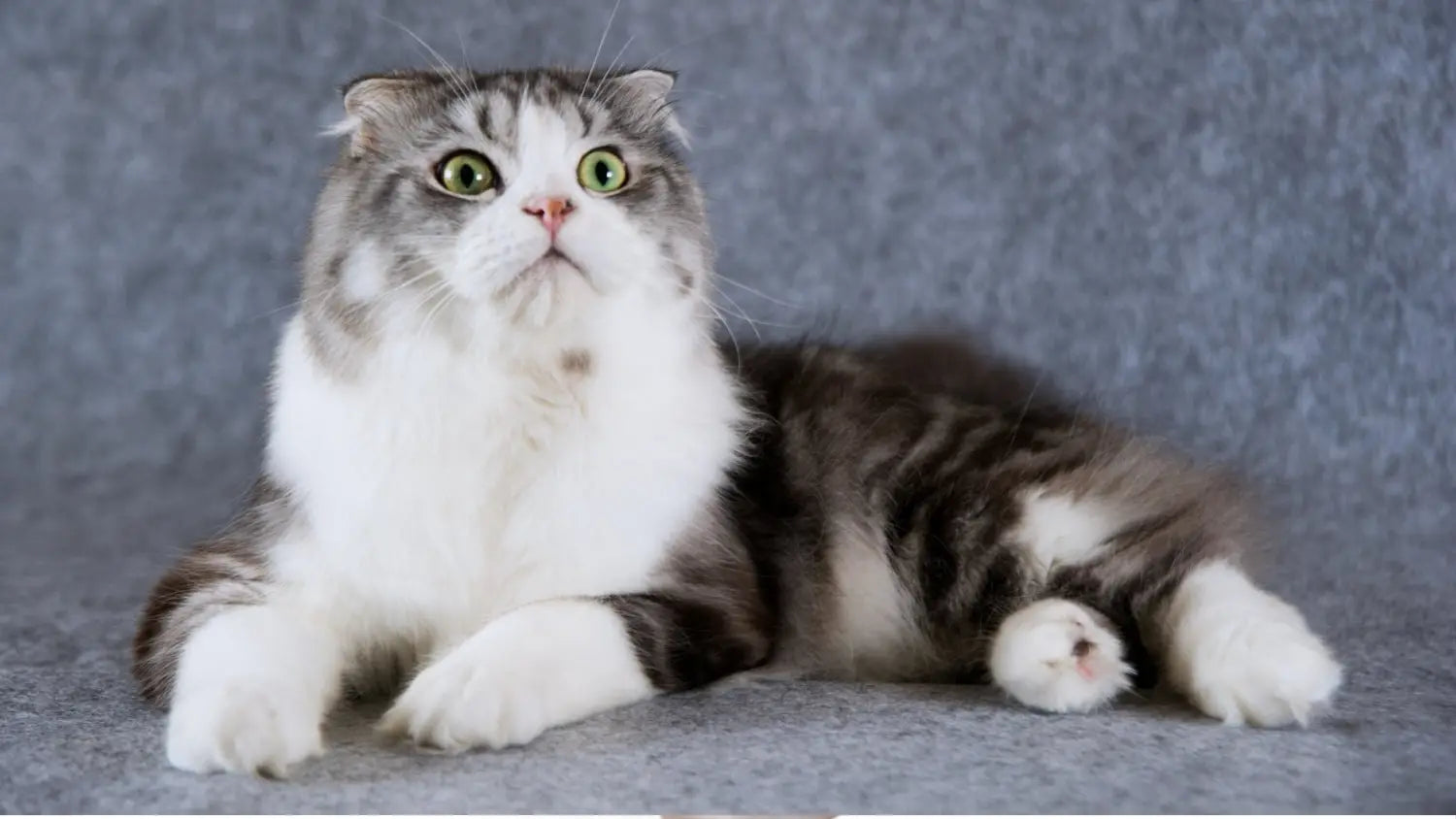 Advantages and disadvantages of owning a scottish cat