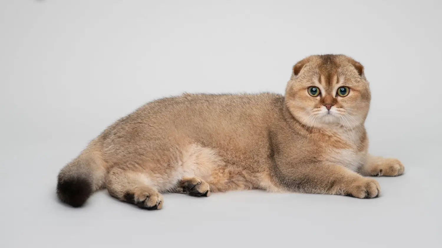 Advantages and disadvantages of owning a scottish cat