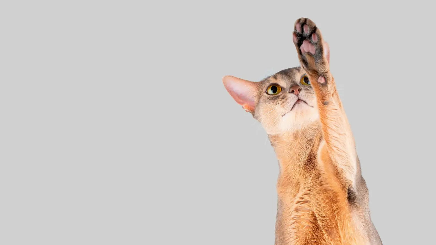 Advantages and disadvantages of owning an abyssinian cat