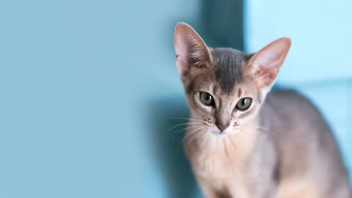 Advantages and disadvantages of owning an abyssinian cat