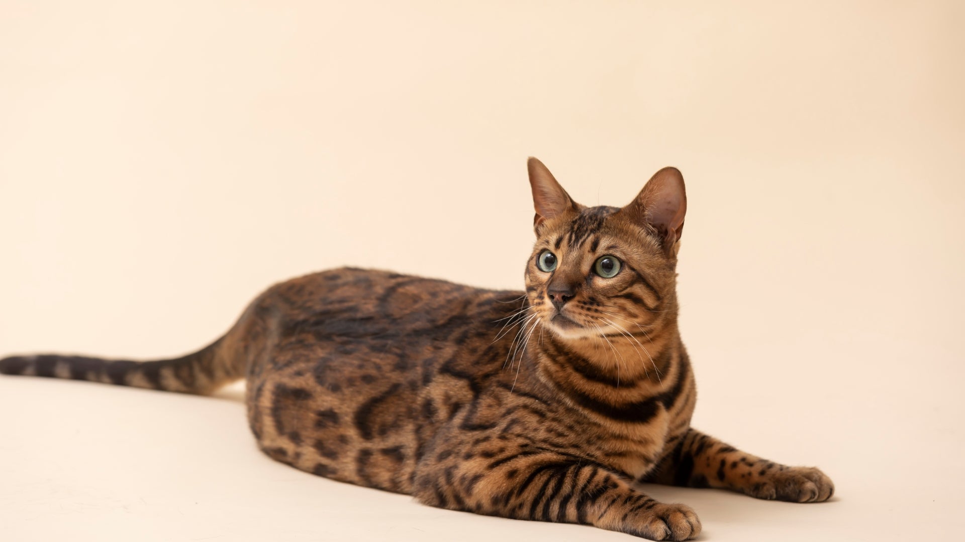 Are bengal cats right for you?