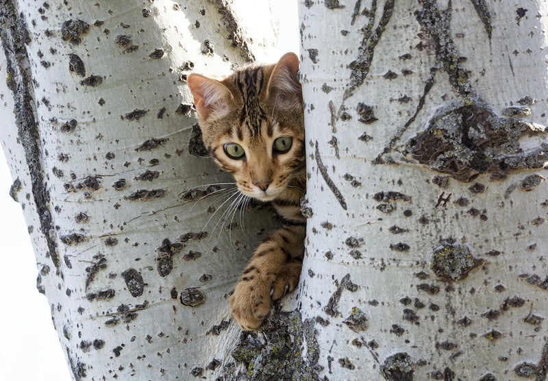 Athletic Bengal Cat on the tree