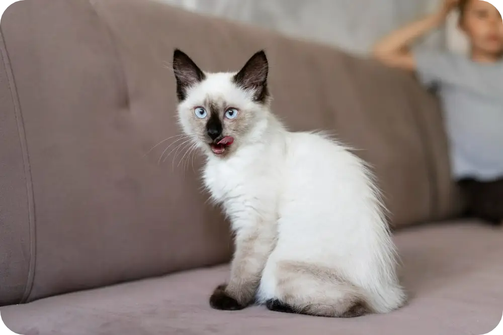 Ultimate Guide to Hypoallergenic Cats: Top 10