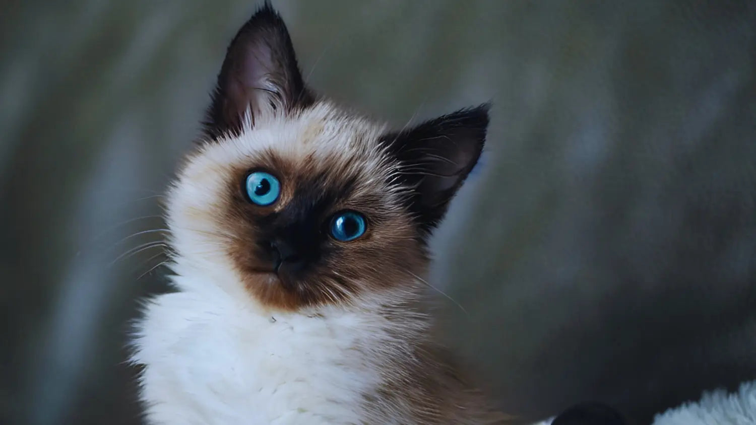 Balinese cats: the perfect combination of beauty grace and personality
