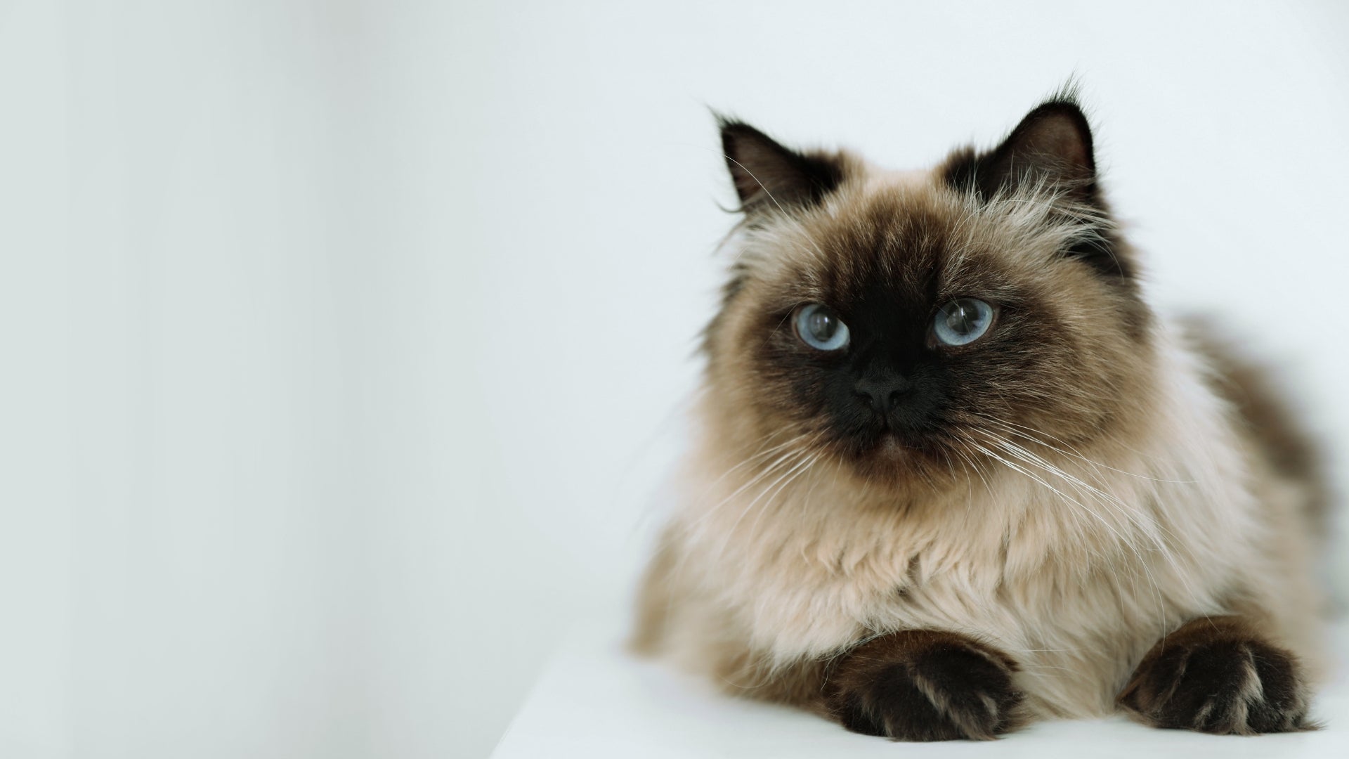 Balinese Cats Beauty Grace and Personality