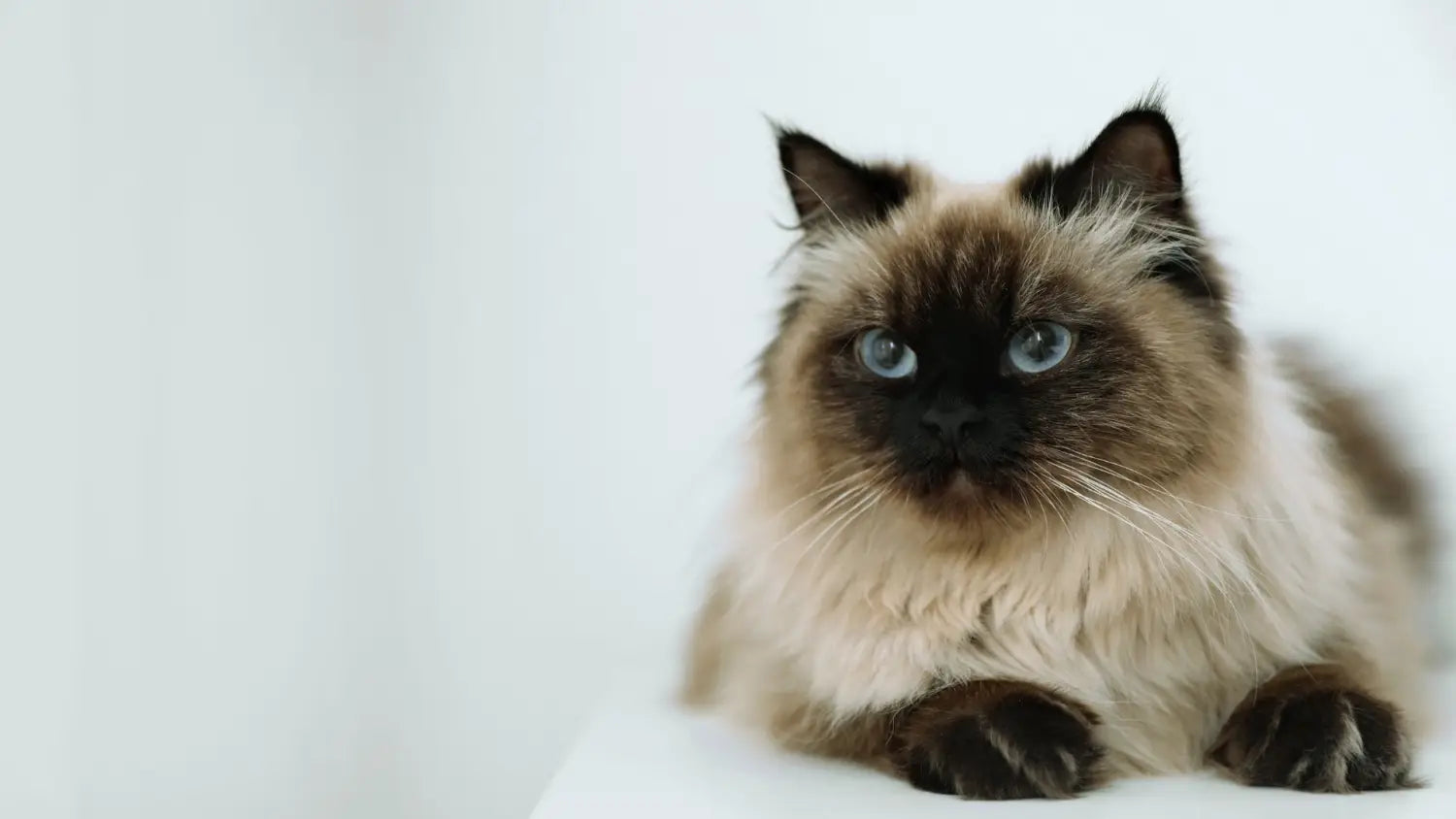 Balinese cats: the perfect combination of beauty grace and personality