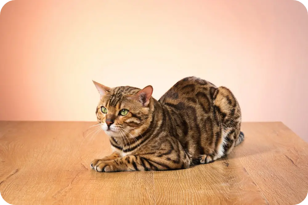 Discover the Majestic World of Large Cat Breeds: Top 10