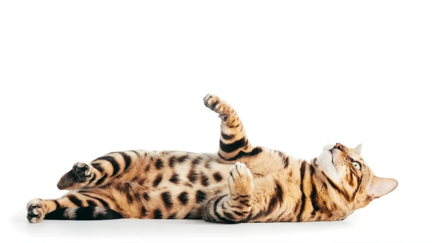 Bengal beauties: what sets them apart in the feline world