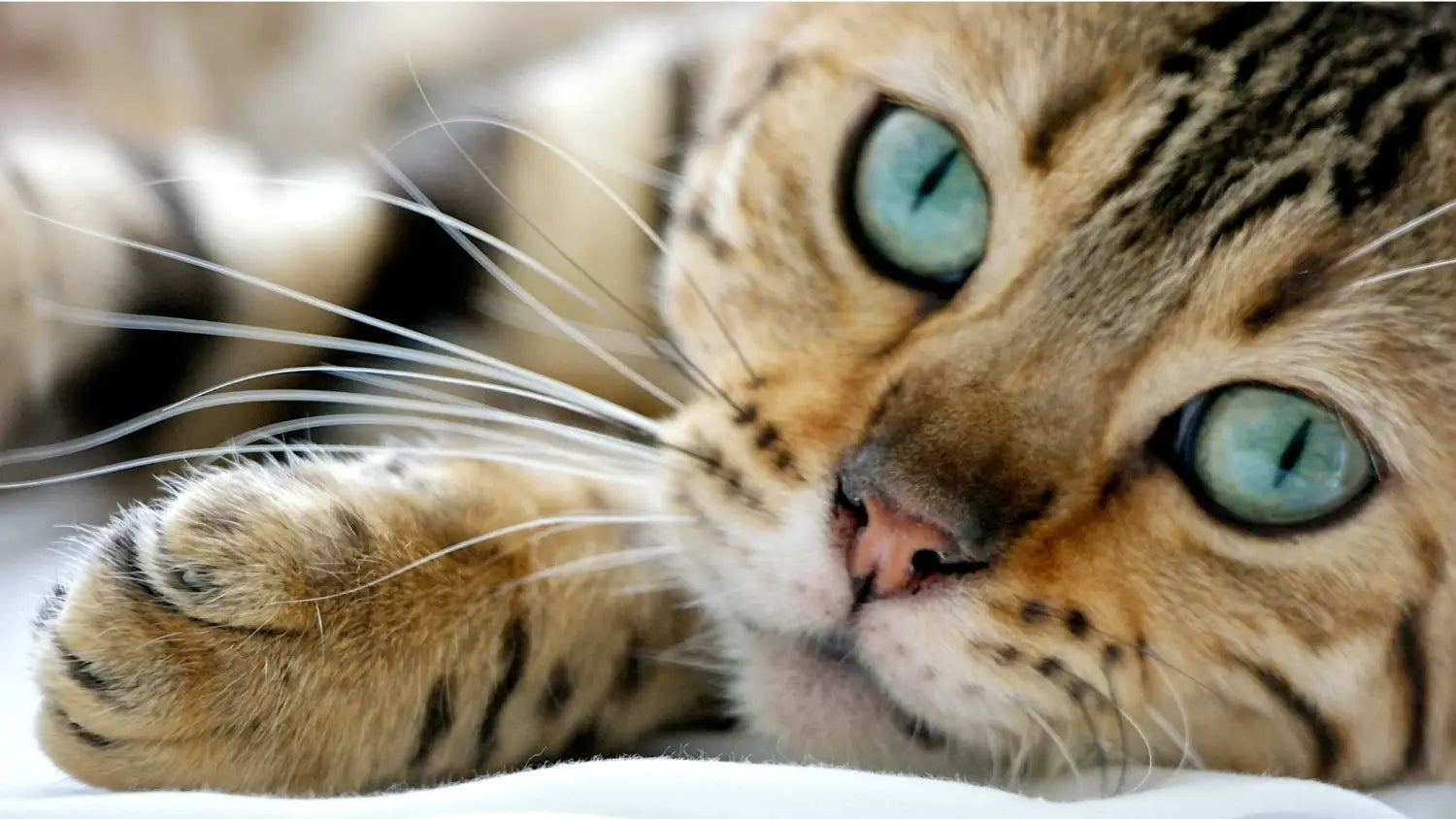 Bengal beauties: what sets them apart in the feline world