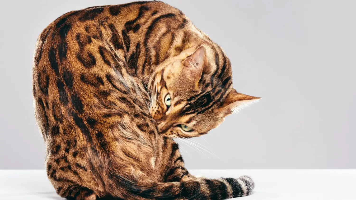 Bengal beauties: what sets them apart in the feline world