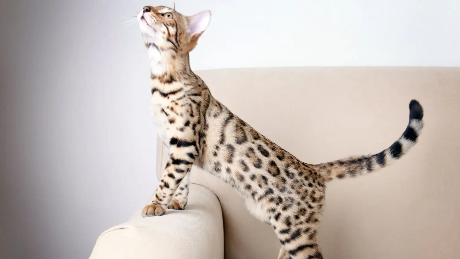 Bengal cat breeds and variations