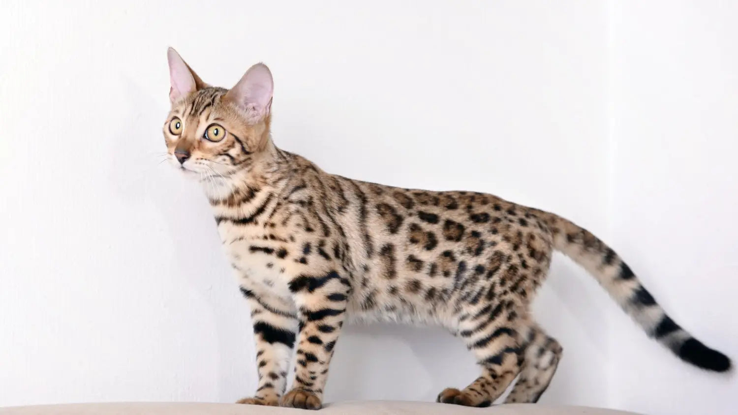 Bengal cat breeds and variations