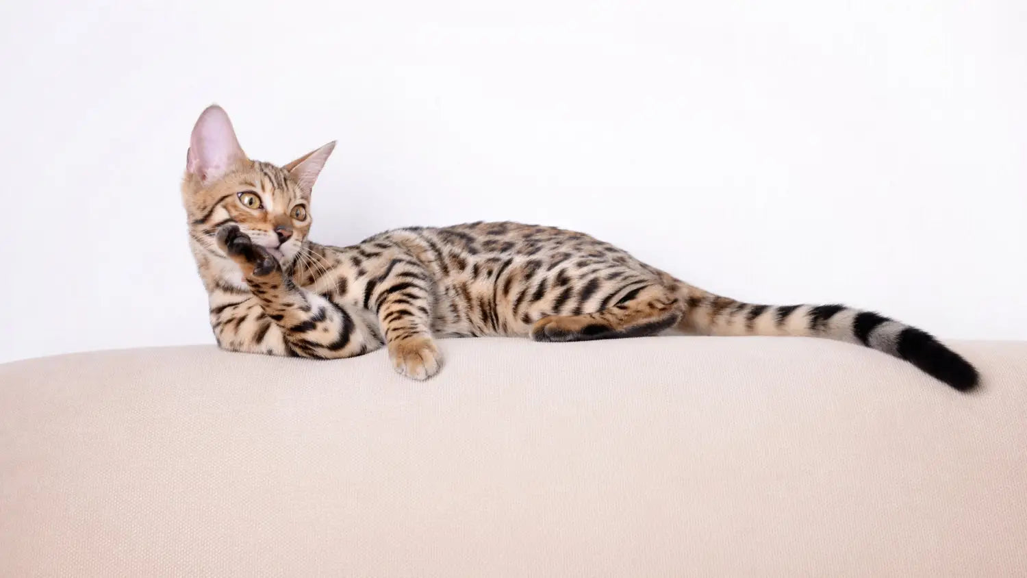 Bengal cat breeds and variations